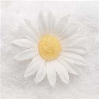 Gum Paste Shasta Daisy (Small) - White