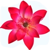 Gum Paste Tranquil Water Lily - Hot Pink