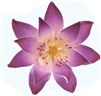 Gum Paste Tranquil Water Lily - Purple