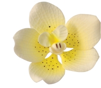 Gum Paste Vanda Orchid - Yellow