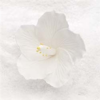Royal Icing Hibiscus - white