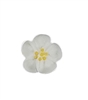 Small Royal Icing Wild Rose - White