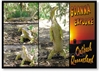 Goanna Explore Outback Queensland - Standard Postcard  AOB-028