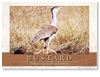 Bustard - Standard Postcard  AOB-053