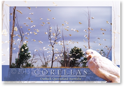 Corellas - Large Postcard  AOBL-024