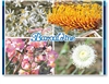 Wildflowers around Barcaldine - Standard Postcard  BAR-015