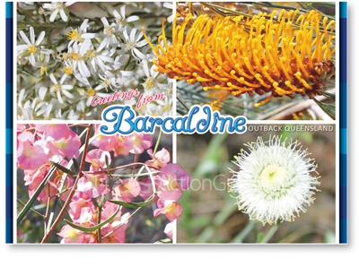 Wildflowers around Barcaldine - Standard Postcard  BAR-015