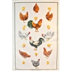 CHOOKS & CHICKS Cotton/Linen Tea Towel - C701