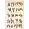 ELEPHANTS Cotton/Linen Tea Towel - C706