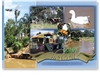 Charleville Outback Queensland Australia - DISCOUNTED Standard Postcard  CHA-258