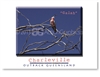 Galah - DISCOUNTED Standard Postcard  CHA-443