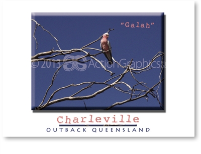 Galah - DISCOUNTED Standard Postcard  CHA-443