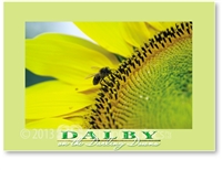 Sunflower - Standard Postcard  DAL-192