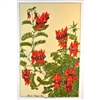 STURT DESERT PEA Cotton/Linen Tea Towel - FC211