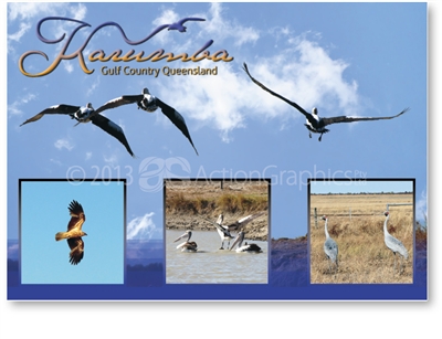 Karumba, Birdlife in the Gulf - Standard Postcard  KAR-001