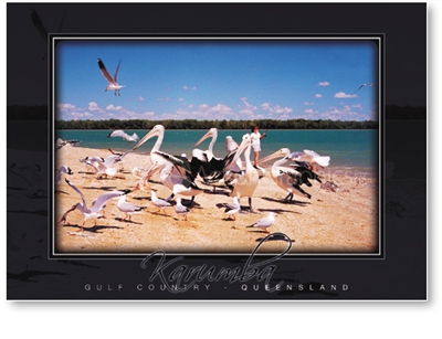 Karumba, Pelicans and Gulls - DISCOUNTED Standard Postcard  KAR-076