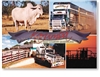 Karumba, Livestock Transport - DISCOUNTED Standard Postcard  KAR-081