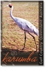 Karumba Brolga - DISCOUNTED Small Magnets  KARM-001