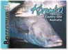 Live Barramundi - Small Magnets  KARM-004