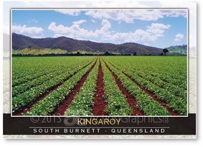 Rows of peanuts growing in the South Burnett - Standard Postcard  KIN-054