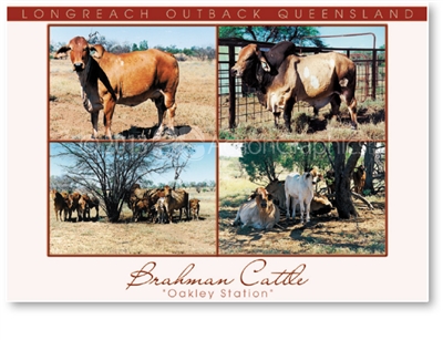 Longreach Brahman Cattle - DISCOUNTED Standard Postcard LON-203