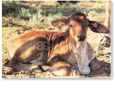 Longreach Brahman Heifer - DISCOUNTED Standard Postcard LON-386