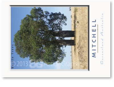 Bottle Tree - Standard Postcard  MIT-440