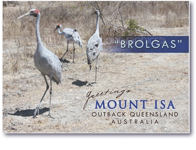 Brolgas Mount Isa - Standard Postcard  MTI-008