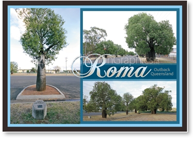 Roma Outback Queensland - Standard Postcard  ROM-004