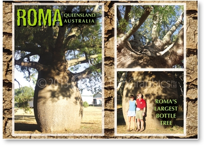 Roma's Largest Bottle Tree - DISCOUNTED Standard Postcard  ROM-429