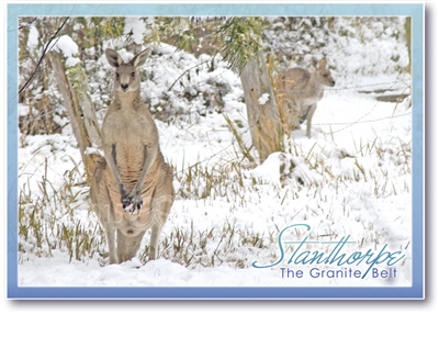 Kangaroos at Girraween - Standard Postcard  STP-014