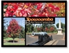 Toowoomba Autumn Time in Queensland - Standard Postcard  TBA-001