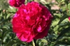 Accent, a double red peony