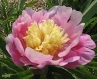 Aurora Sunrise peony