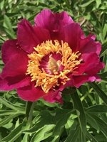 Baby Whisper peony