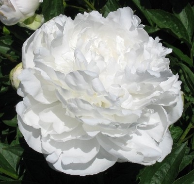 Baroness Schroeder peony