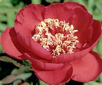 Barrington Belle peony