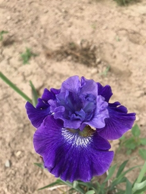 Blueberry Fair Siberian Iris