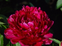 Big Ben peony