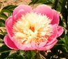 Bowl of Beauty peony