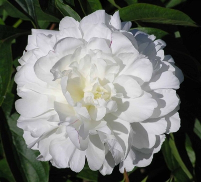 Bowl of Cream peony