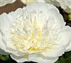 Bride's Dream peony