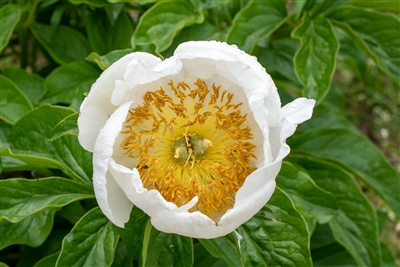 campagna peony