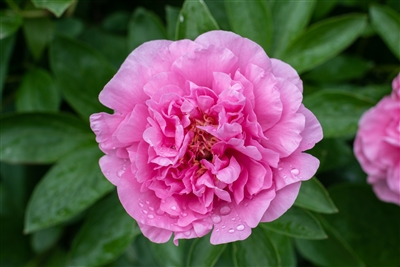 Carnation Bouquet peony