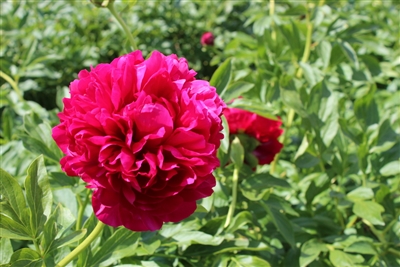 Carol peony