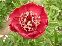 Charm peony