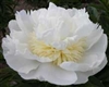 Cheddar Gold peony