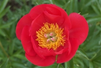 Claudia peony