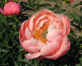 Coral Charm peony