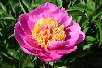 Doreen peony